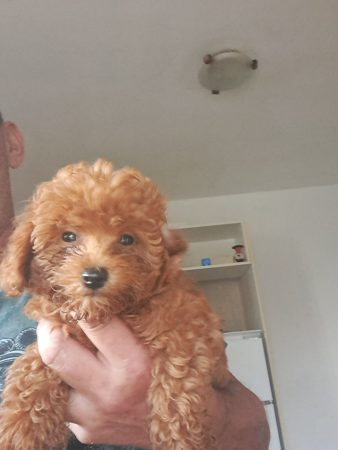 Image de la portée de chiot de l'élévage Maltipoo-House.fr