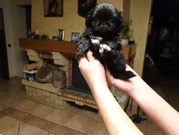 Image de la portée de chiot de l'élévage OF DARLING DOG