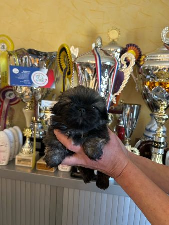 Image de la portée de chiot de l'élévage OF DARLING DOG