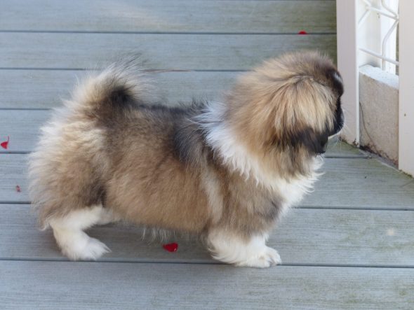 Image de la portée de chiot de l'élévage OF DARLING DOG