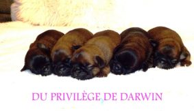 Chiots de race Petit brabancon à vendre chez l'éleveur DU PRIVILEGE DE DARWIN