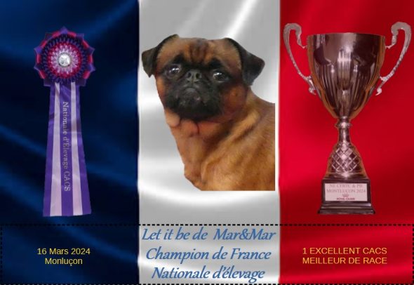 Image de la portée de chiot de l'élévage DU PRIVILEGE DE DARWIN
