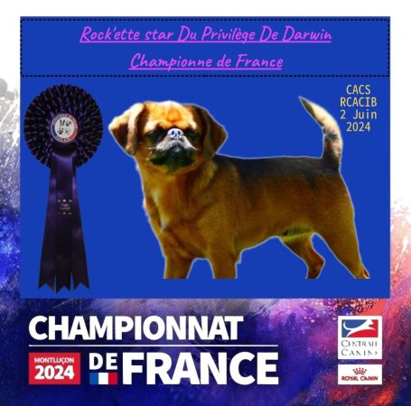 Image de la portée de chiot de l'élévage DU PRIVILEGE DE DARWIN