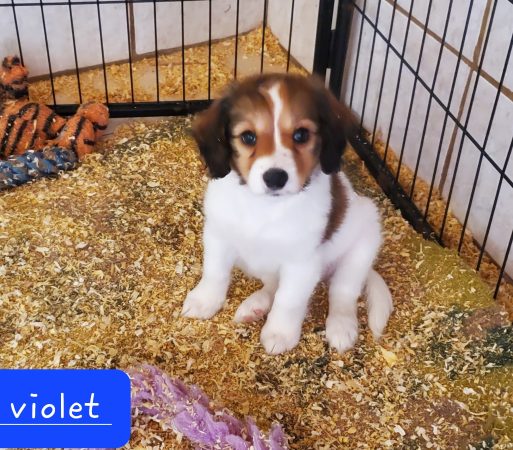 Image de la portée de chiot de l'élévage SCHOFIELD SALLY