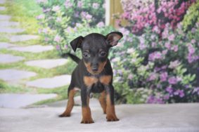Chiots de race Pinscher nain à vendre chez l'éleveur Angel inside&rsquo;s