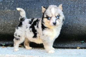 Chiots d'apparence Pomsky à vendre chez l'éleveur ELITE CANIN