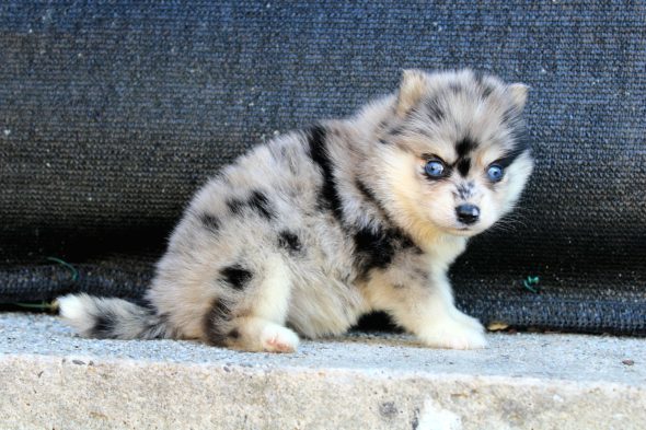 Image de la portée de chiot de l'élévage ELITE CANIN