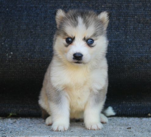 Image de la portée de chiot de l'élévage ELITE CANIN