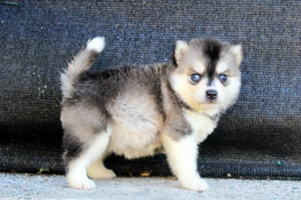 Image de la portée de chiot de l'élévage ELITE CANIN