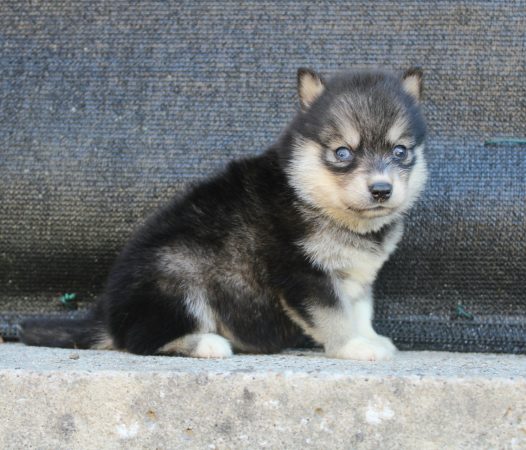 Image de la portée de chiot de l'élévage ELITE CANIN