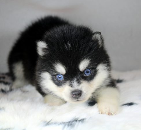 Image de la portée de chiot de l'élévage ELITE CANIN