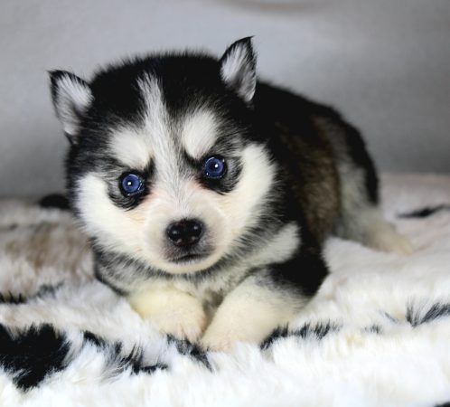 Image de la portée de chiot de l'élévage ELITE CANIN
