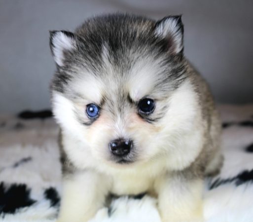 Image de la portée de chiot de l'élévage ELITE CANIN