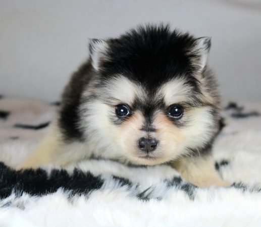 Image de la portée de chiot de l'élévage ELITE CANIN