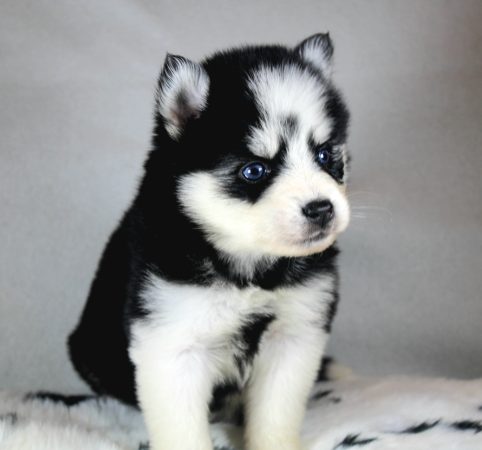 Image de la portée de chiot de l'élévage ELITE CANIN
