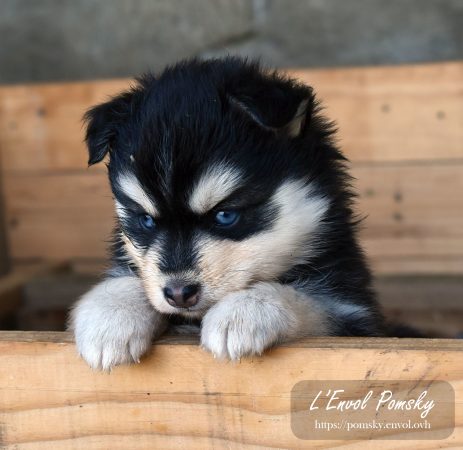 Image de la portée de chiot de l'élévage L ENVOL