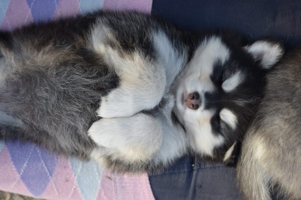 Image de la portée de chiot de l'élévage L ENVOL