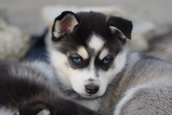 Image de la portée de chiot de l'élévage L ENVOL