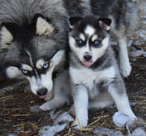 Image de la portée de chiot de l'élévage L ENVOL
