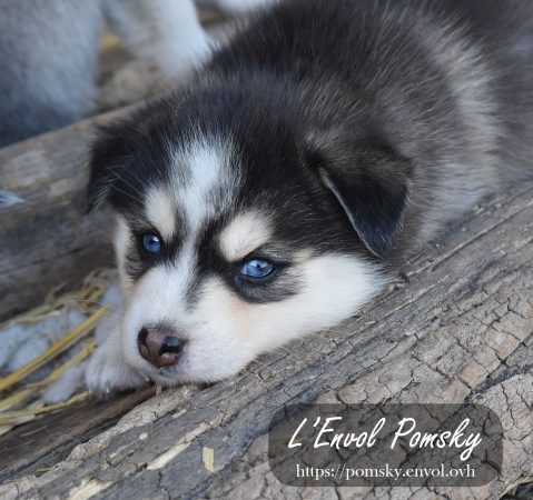 Image de la portée de chiot de l'élévage L ENVOL
