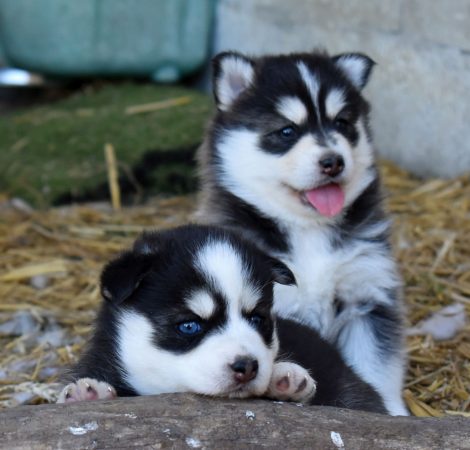 Image de la portée de chiot de l'élévage L ENVOL