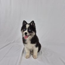 Chiots d'apparence Pomsky à vendre chez l'éleveur Shubenca Pomsky