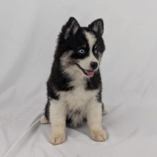 Chiots d'apparence Pomsky à vendre chez l'éleveur Shubenca Pomsky