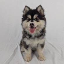 Chiots d'apparence Pomsky à vendre chez l'éleveur Shubenca Pomsky
