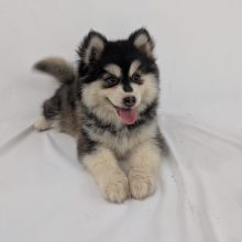 Chiots d'apparence Pomsky à vendre chez l'éleveur Shubenca Pomsky