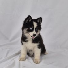 Chiots d'apparence Pomsky à vendre chez l'éleveur Shubenca Pomsky