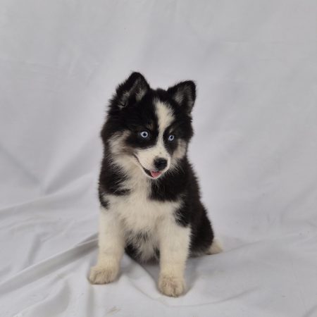 Image de la portée de chiot de l'élévage Shubenca Pomsky