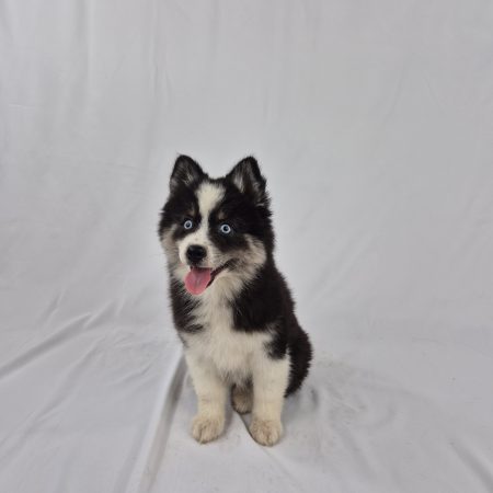 Image de la portée de chiot de l'élévage Shubenca Pomsky