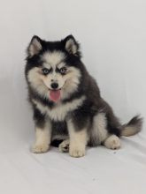 Chiots d'apparence Pomsky à vendre chez l'éleveur Shubenca Pomsky