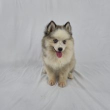 Chiots d'apparence Pomsky à vendre chez l'éleveur Shubenca Pomsky