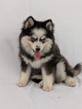Chiots d'apparence Pomsky à vendre chez l'éleveur Shubenca Pomsky