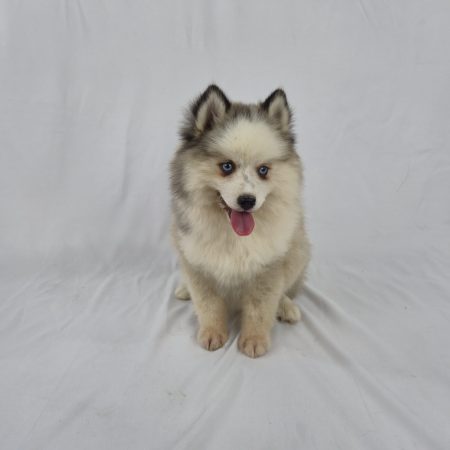 Image de la portée de chiot de l'élévage Shubenca Pomsky