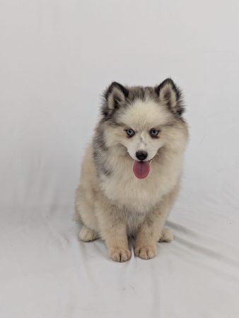 Image de la portée de chiot de l'élévage Shubenca Pomsky