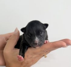 Chiots d'apparence Pomsky à vendre chez l'éleveur POMSKY FAMILY