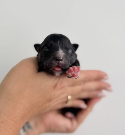 Image de la portée de chiot de l'élévage POMSKY FAMILY