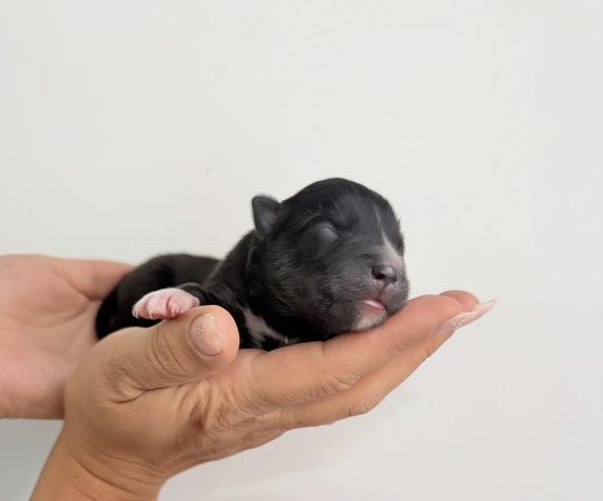 Image de la portée de chiot de l'élévage POMSKY FAMILY