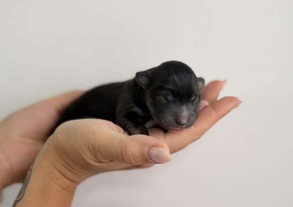 Image de la portée de chiot de l'élévage POMSKY FAMILY
