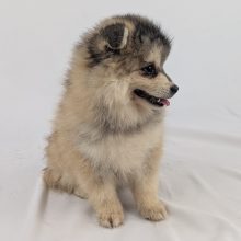 Chiots d'apparence Pomsky à vendre chez l'éleveur Shubenca Pomsky