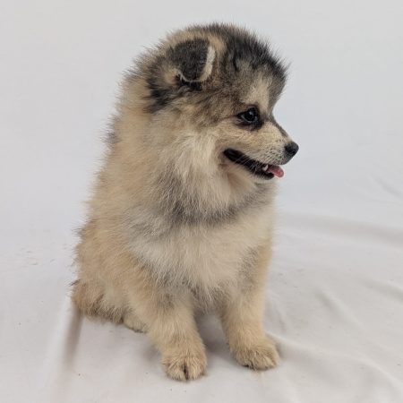 Image de la portée de chiot de l'élévage Shubenca Pomsky