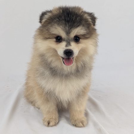 Image de la portée de chiot de l'élévage Shubenca Pomsky