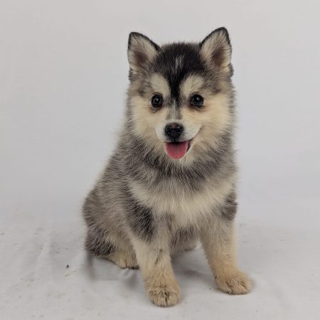 Image de la portée de chiot de l'élévage Shubenca Pomsky