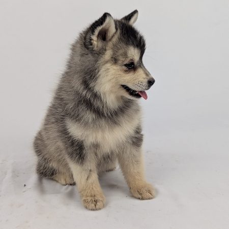 Image de la portée de chiot de l'élévage Shubenca Pomsky