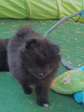 Image de la portée de chiot de l'élévage DOG&rsquo;S OF THRONES