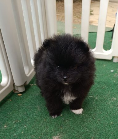 Image de la portée de chiot de l'élévage DOG&rsquo;S OF THRONES