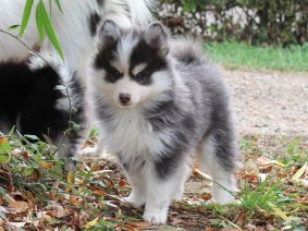 Chiots d'apparence Pomsky à vendre chez l'éleveur TAMA-INU