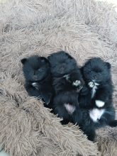 Chiots d'apparence Pomsky à vendre chez l'éleveur DOG&rsquo;S OF THRONES